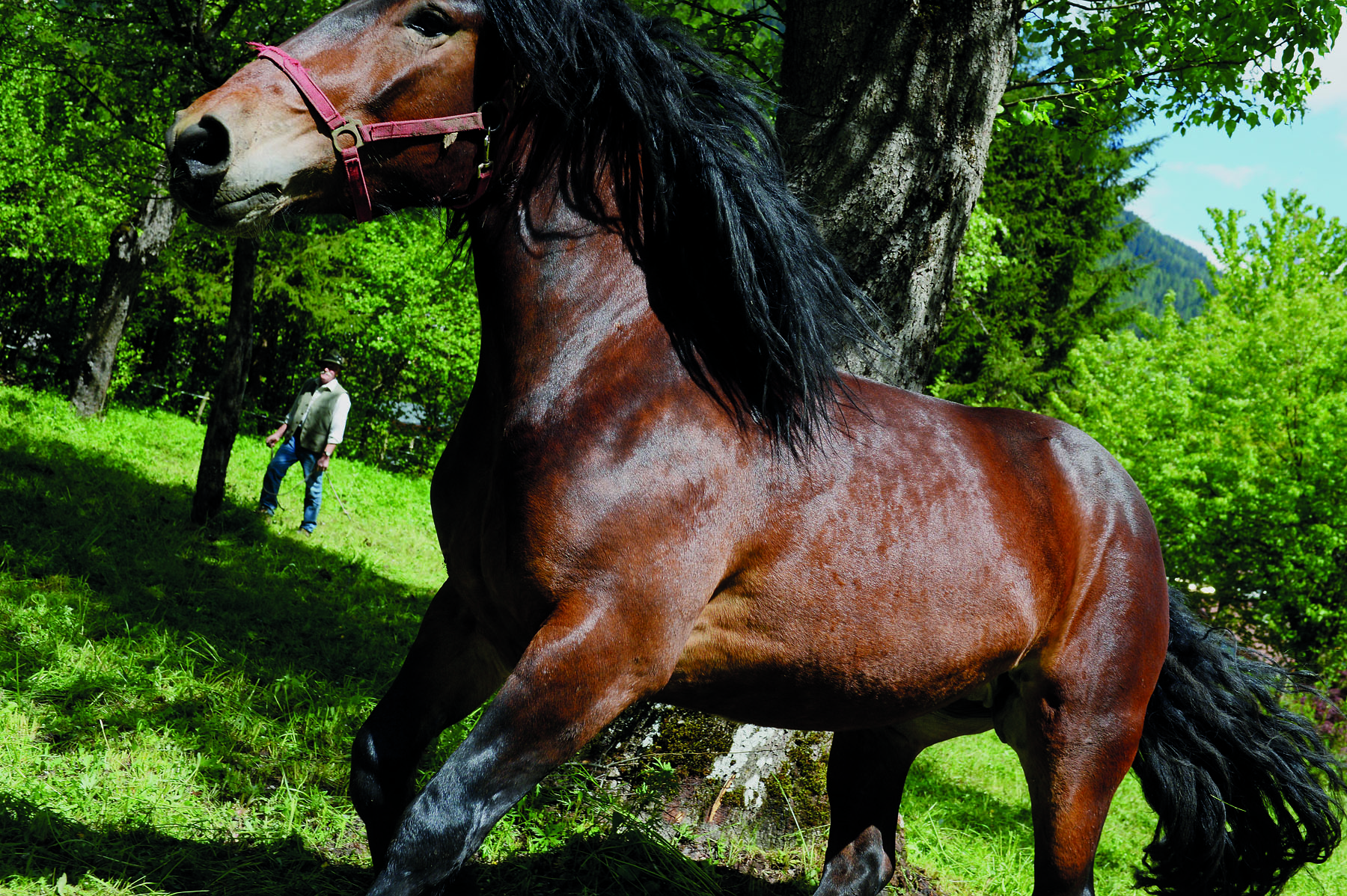 CAVALLO_DSC_9485